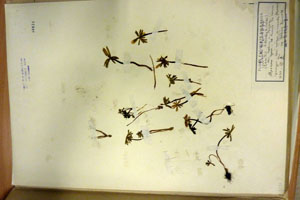 Eranthis bulgaricus Stef. [isolectotype SOAXXXXX0050] (c) Agricultural University of Plovdiv — Herbarium (SOA)