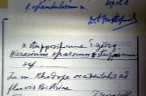 Hieracium stupposiforme T.Georg. f. eglandulosum [type SOAXXXXX0074] (c) Agricultural University of Plovdiv — Herbarium (SOA)