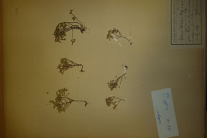 Sedum kostovii Stef. et St. subsp. annuum Stef. [lectotype SOAXXXXX0159] (c) Agricultural University of Plovdiv — Herbarium (SOA)