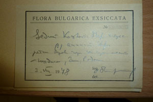 Sedum kostovii Stef. et St. subsp. annuum Stef. [lectotype SOAXXXXX0159] (2) (c) Agricultural University of Plovdiv — Herbarium (SOA)