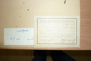 Sedum kostovii Stef. et St. …_ [lectotype SOAXXXXX0160] (2) (c) Agricultural University of Plovdiv — Herbarium (SOA)