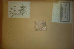 Sedum zolikoferi F.Herm. et Stef. [lectotype SOAXXXXX0165] (c) Agricultural University of Plovdiv — Herbarium (SOA)