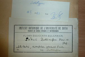 Sedum zolikoferi F.Herm. et Stef. [lectotype SOAXXXXX0165] (2) (c) Agricultural University of Plovdiv — Herbarium (SOA)