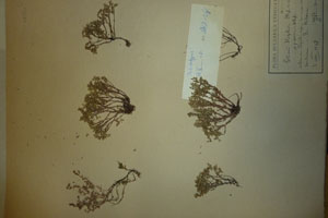Sedum kostovii Stef. et St. subsp. annuum Stef. [isolectotype SOAXXXXX0725] (c) Agricultural University of Plovdiv — Herbarium (SOA)