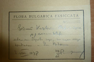 Sedum kostovii Stef. et St. subsp. annuum Stef. [isolectotype SOAXXXXX0725] (2) (c) Agricultural University of Plovdiv — Herbarium (SOA)