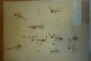 Sedum stefco Stef. [isolectotype SOAXXXXX0722] (c) Agricultural University of Plovdiv — Herbarium (SOA)