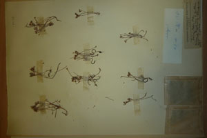 Sedum stefco Stef. [isolectotype SOAXXXXX0723] (c) Agricultural University of Plovdiv — Herbarium (SOA)