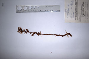 Orobanche serbica Beck et Pancic var. laxiflora T.Georg. [lectotype SOAXXXXX0128] (c) Agricultural University of Plovdiv — Herbarium (SOA)