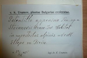 Potentilla appenina Jen. appenina Jen. ssp. stojanovii Urum. [holotype SOAXXXXX0135] (2) (c) Agricultural University of Plovdiv — Herbarium (SOA)