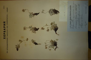 Potentilla appenina Jen. appenina Jen. ssp. stojanovii Urum. [holotype SOAXXXXX0135] (c) Agricultural University of Plovdiv — Herbarium (SOA)