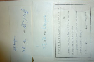 Potentilla regis-borisii Stoj. [isolectotype SOAXXXXX0136] (2) (c) Agricultural University of Plovdiv — Herbarium (SOA)
