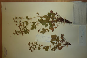 Potentilla regis-borisii Stoj. [isolectotype SOAXXXXX0137] (c) Agricultural University of Plovdiv — Herbarium (SOA)