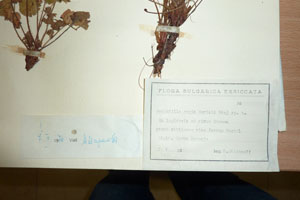 Potentilla regis-borisii Stoj. [isolectotype SOAXXXXX0137] (2) (c) Agricultural University of Plovdiv — Herbarium (SOA)