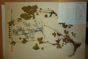 Potentilla regis-borisii Stoj. [holotype SOAXXXXX0138] (c) Agricultural University of Plovdiv — Herbarium (SOA)
