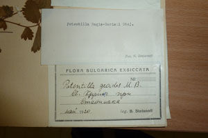 Potentilla regis-borisii Stoj. [holotype SOAXXXXX0138] (2) (c) Agricultural University of Plovdiv — Herbarium (SOA)