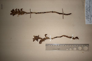 Orobanche purpurea Jacq. var. rhodopaea T.Georg. [lectotype SOAXXXXX0127] (c) Agricultural University of Plovdiv — Herbarium (SOA)