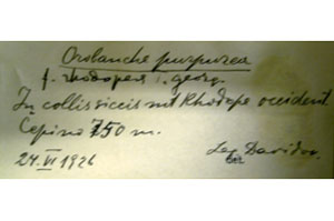Orobanche purpurea Jacq. var. rhodopaea T.Georg. [lectotype SOAXXXXX0127] (2) (c) Agricultural University of Plovdiv — Herbarium (SOA)
