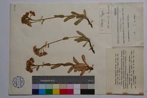 Ptarmica lingulata Waldst. et Kit. var. calva Degen. & Urum. [ SOMXXXXX0001] (c) Institute of Biodiversity and Ecosystem Research, BAS — Vascular Plants and Mosses Collections (SOM)
