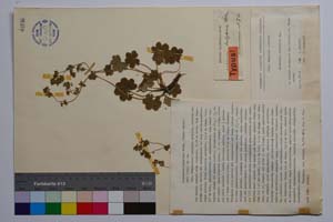 Alchemilla bulgarica Rothm. [ SOMXXXXX0004] (c) Institute of Biodiversity and Ecosystem Research, BAS — Vascular Plants and Mosses Collections (SOM)