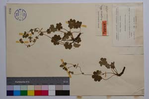 Alchemilla bulgarica Rothm. [ SOMXXXXX0004] (2) (c) Institute of Biodiversity and Ecosystem Research, BAS — Vascular Plants and Mosses Collections (SOM)