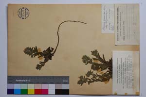 Alkana graeca Boiss. ssp. slavjankae Koz. [holotype SOMXXXXX0002] (c) Institute of Biodiversity and Ecosystem Research, BAS — Vascular Plants and Mosses Collections (SOM)