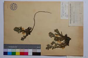 Alkana graeca Boiss. ssp. slavjankae Koz. [holotype SOMXXXXX0002] (2) (c) Institute of Biodiversity and Ecosystem Research, BAS — Vascular Plants and Mosses Collections (SOM)
