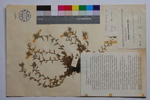 Alkanna jordanovii Koz. [holotype SOMXXXXX0003] (c) Institute of Biodiversity and Ecosystem Research, BAS — Vascular Plants and Mosses Collections (SOM)