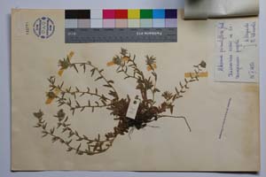 Alkanna jordanovii Koz. [holotype SOMXXXXX0003] (2) (c) Institute of Biodiversity and Ecosystem Research, BAS — Vascular Plants and Mosses Collections (SOM)