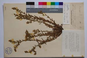 Alkanna srtribrnyi Vel. ssp. intermedia Koz. [holotype SOMXXXXX0006] (c) Institute of Biodiversity and Ecosystem Research, BAS — Vascular Plants and Mosses Collections (SOM)