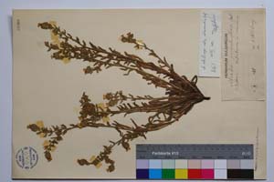 Alkanna srtribrnyi Vel. ssp. intermedia Koz. [holotype SOMXXXXX0006] (2) (c) Institute of Biodiversity and Ecosystem Research, BAS — Vascular Plants and Mosses Collections (SOM)