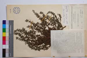 Alkanna stojanovii Koz. [ SOMXXXXX0005] (c) Institute of Biodiversity and Ecosystem Research, BAS — Vascular Plants and Mosses Collections (SOM)
