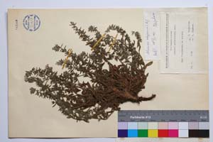 Alkanna stojanovii Koz. [ SOMXXXXX0005] (2) (c) Institute of Biodiversity and Ecosystem Research, BAS — Vascular Plants and Mosses Collections (SOM)