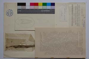 Alopecurus thracicus Penev et Kozuharov [ SOMXXXXX0007] (c) Institute of Biodiversity and Ecosystem Research, BAS — Vascular Plants and Mosses Collections (SOM)