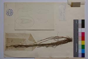 Alopecurus thracicus Penev et Kozuharov [ SOMXXXXX0007] (2) (c) Institute of Biodiversity and Ecosystem Research, BAS — Vascular Plants and Mosses Collections (SOM)