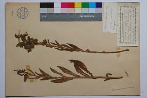 Anchusa davidovii Stoj. [ SOMXXXXX0021] (c) Institute of Biodiversity and Ecosystem Research, BAS — Vascular Plants and Mosses Collections (SOM)