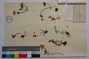 Anemone apenina L. ssp. Blanda Schott et Kotschy Hayek f. alba Kuzmanov. [ SOMXXXXX0008] (2) (c) Institute of Biodiversity and Ecosystem Research, BAS — Vascular Plants and Mosses Collections (SOM)