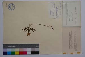 Anemone ranunculoides L. f. tenuiloba Kuzm. [ SOMXXXXX0009] (c) Institute of Biodiversity and Ecosystem Research, BAS — Vascular Plants and Mosses Collections (SOM)
