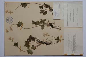 Anemone sylvestris L. f. lanata Kuzm. [holotype SOMXXXXX0010] (c) Institute of Biodiversity and Ecosystem Research, BAS — Vascular Plants and Mosses Collections (SOM)