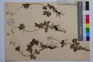 Anemone sylvestris L. f. lanata Kuzm. [holotype SOMXXXXX0010] (2) (c) Institute of Biodiversity and Ecosystem Research, BAS — Vascular Plants and Mosses Collections (SOM)