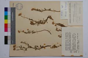 Anthemis ruthenica M. B. var. intermedia Stoj. et Kitan. [ SOMXXXXX0032] (c) Institute of Biodiversity and Ecosystem Research, BAS — Vascular Plants and Mosses Collections (SOM)
