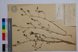 Asperula tenella Heuff. var. hirta f. hirta Jord. & Kuzm. [ SOMXXXXX0029] (c) Institute of Biodiversity and Ecosystem Research, BAS — Vascular Plants and Mosses Collections (SOM)