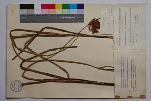 Bolboschoenus maritimus (L.) Palla. var. polystachys Koz. et Kuzm. [ SOMXXXXX0037] (c) Institute of Biodiversity and Ecosystem Research, BAS — Vascular Plants and Mosses Collections (SOM)