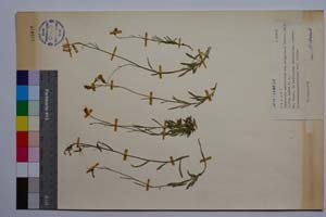 Campanula velebitica ssp. bulgarica (Witas.) Maly f. alba Anchev [ SOMXXXXX0052] (c) Institute of Biodiversity and Ecosystem Research, BAS — Vascular Plants and Mosses Collections (SOM)