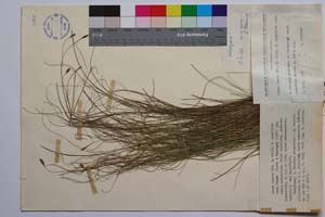 Carex laevis Kit. in Willd. f. capillata Acht. [ SOMXXXXX0057] (c) Institute of Biodiversity and Ecosystem Research, BAS — Vascular Plants and Mosses Collections (SOM)