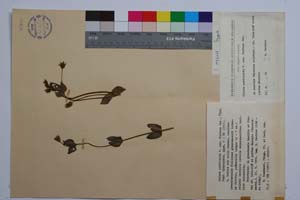 Chlora perfoliata W. ssp. fontana Dav. [ SOMXXXXX0072] (c) Institute of Biodiversity and Ecosystem Research, BAS — Vascular Plants and Mosses Collections (SOM)
