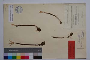 Merendera Caucasica MB. [ SOMXXXXX0075] (c) Institute of Biodiversity and Ecosystem Research, BAS — Vascular Plants and Mosses Collections (SOM)