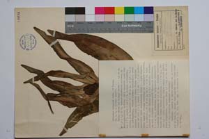Colchicum diampolis Delip. & Cheshm. [ SOMXXXXX0077] (c) Institute of Biodiversity and Ecosystem Research, BAS — Vascular Plants and Mosses Collections (SOM)