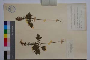 Corydalis marschaliana (Pall.) Pers. var. oppositifolius Jord. & Koz. [ SOMXXXXX0080] (2) (c) Institute of Biodiversity and Ecosystem Research, BAS — Vascular Plants and Mosses Collections (SOM)