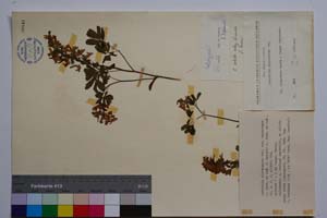 Corydalis slivenensis Vel. var. subintegra Jord. & Koz. f. hayekii Jord. & Koz. [ SOMXXXXX0083] (c) Institute of Biodiversity and Ecosystem Research, BAS — Vascular Plants and Mosses Collections (SOM)