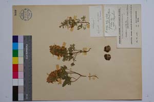 Corydalis solida (L.) Swartz var. densiflora (Presl.) Boiss. f. lutea Jord. & Koz. [ SOMXXXXX0088] (2) (c) Institute of Biodiversity and Ecosystem Research, BAS — Vascular Plants and Mosses Collections (SOM)